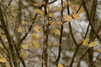 /album/galerie-de-photos-page-daccueil3/a2017-11-07-chavornay-124-jpg/